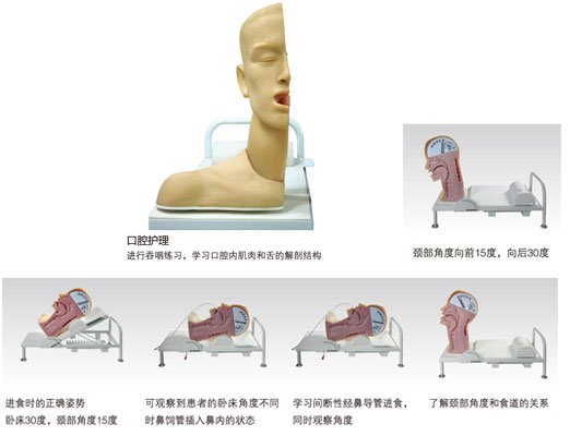 高級吞咽機制模型
